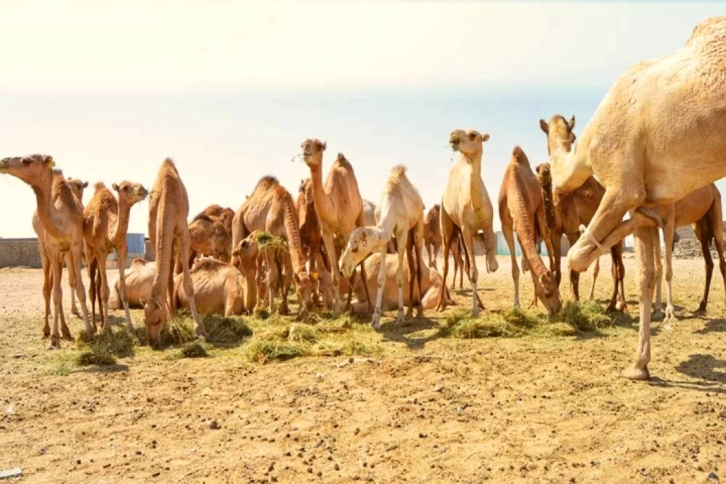 Shalateen's Secrets: Camel Markets, Red Sea Fish & Ancient Mining
